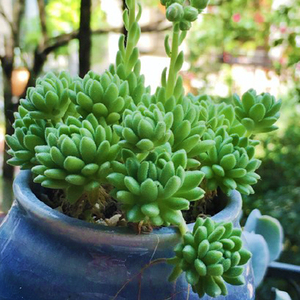 多肉植物春尚春上多肉有香味办公室内绿植盆栽萌肉肉群生多头椿尚