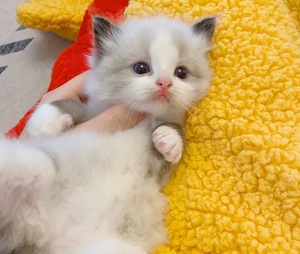 布偶猫小型猫爱心领养宠物猫幼猫宠物猫活的当天发货小猫咪
