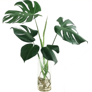 龟背竹大盆栽大号姬龟背竹植物室内客厅j大型可水培老桩龟背竹网