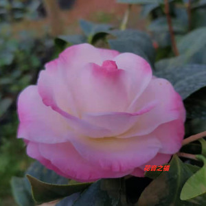 福建龙岩精品 美琳达 康寿桃盆栽茶花苗室内窗台阳台净化空气包邮