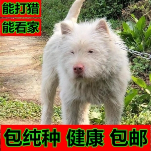 下司犬纯种短毛
