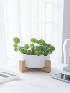 铜钱草花盆大口径专用盆陶瓷北欧水养金钱草巴西木无孔水培器皿