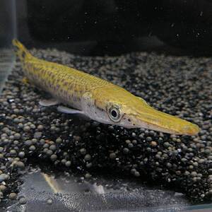 鳄雀鳝观赏鱼型尖嘴鳄凶猛鳄巨型淡水鱼送饲料宠物鳄