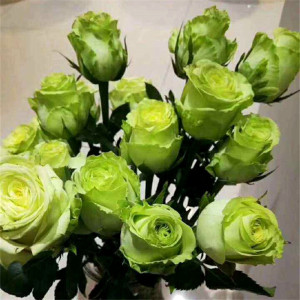 绿茵 玫瑰d花苗绿色系切花灌木月季四季阳台庭院花卉盆栽观花植物