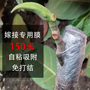 新品果树嫁接缠用膜自粘式园林专绕a薄膜3-5cm透明塑料条 嫁接包