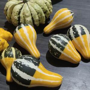 把玩堵青皮墨西哥虞美人葫芦小淘气观赏南瓜西瓜球摆件