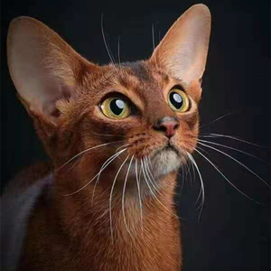 纯种阿比西尼亚猫活体幼猫幼崽古埃及法老猫血统纯正规猫舍包健康