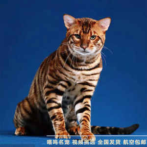 玩具虎猫纯种活体幼猫幼崽仿虎猫咪琥珀色棕色黑色大型宠物猫咪