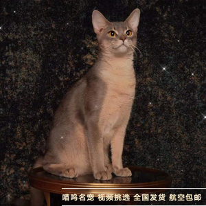 阿比西尼亚猫栗红色小鹿色古埃及法老猫纯种短毛纯正血统实体猫舍