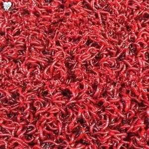 活体红虫六角恐龙饲料红血虫小公虫乌龟鳄龟龙鱼活体饲料肉食鱼粮