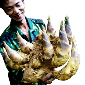 新品勃氏c甜竹竹水果笋竹子苗曼歇甜龙甜竹笋种植苗龙有缘基地直