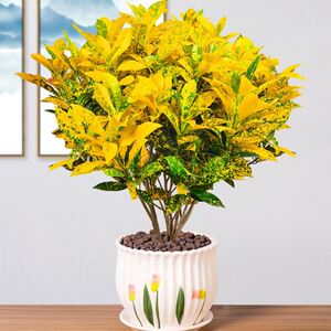 洒金变叶木盆栽植物七彩室内洒金榕小绿植变色木盆景好养易活花卉