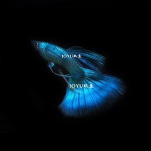 德国进口蓝礼服德l系缎带大c孔雀鱼孕母临产纯种热带鱼练手小鱼苗