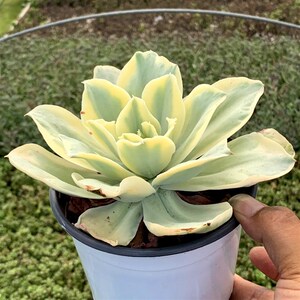 新品盆萱多肉植甲园【月亮河锦一物一拍】办公室花卉吸y物醛防辐