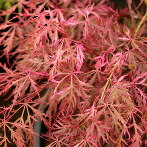 花缠枫树 日本红枫进口枫树庭院花园植物阳台室内盆栽盆景树苗