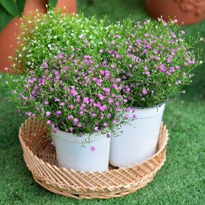 【满天星花盆栽花盆】满天星花盆栽花盆品牌,价格 - 阿里巴巴