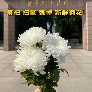 清明节鲜花基地直发白菊花黄菊花扫墓拜祭装饰花真花上坟水养哀悼
