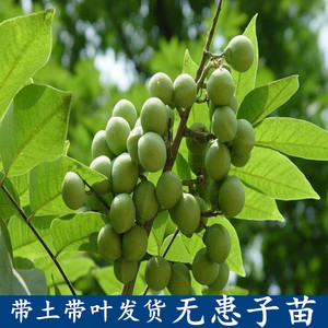 无患子树苗洗手果树肥皂树圆皂角木患子大树洗发果盆栽名贵中药材