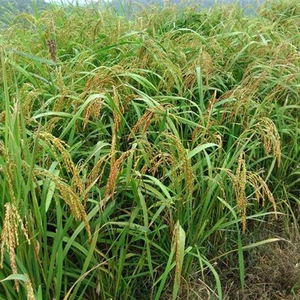 旱稻种子绿旱一号郑旱10号洛稻998抗旱高产水稻种子中晚熟常规稻