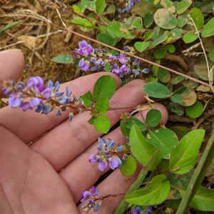 网红显脉山绿豆 假花生 草本植物 奇花异草庭院阳台y绿化绿植盆栽