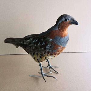 竹鸡真模型摆件羽毛室外t假媒园林户外竹鸡新款竹鸡竹鸡假鸟竹鸡