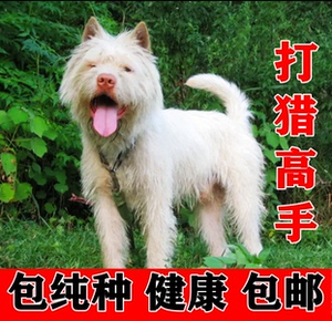 下司犬猎犬幼犬活体纯种贵州五红下司犬小狗虎头猎犬短毛下司猎犬