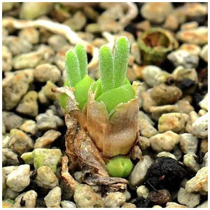 南非进口多肉碧光环小兔子蓝兔子四季播种多肉庭院客厅可爱种植