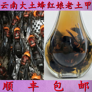 云南野生红娘蜂酒大土蜂黄蜂老土甲虎头蜂地胡蜂马蜂酒蜂子酒500g