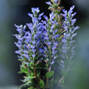 姬十二单山野草筋骨草巧克力片绿植花卉盆栽盆景迷你室内书房