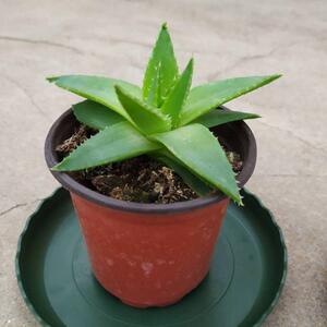 旋转芦荟苗盆栽女王芦荟观赏植物稀有品种客厅绿植多叶螺旋芦荟