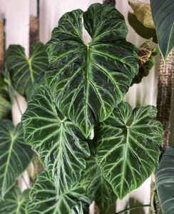 南美荧光蔓绿绒 天南星科热植室内植物热带植物荧光蔓绿绒