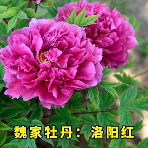 【洛阳红牡丹】紫红色盆栽牡丹 原盆原土春天开花带盆发货