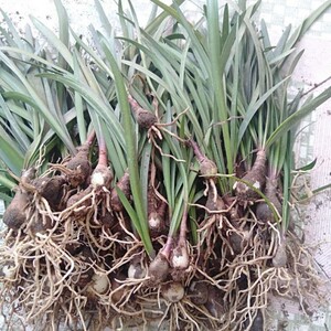 花卉盆栽紫根兰