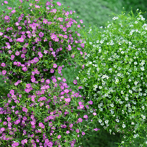 满天星盆栽花苗吉普赛系列白色紫色四季种阳台室k内室外花卉真花