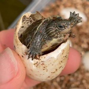 原种纯佛蛋野佛鳄龟蛋鳄龟蛋乌龟蛋受精龟蛋小鳄龟蛋可孵化