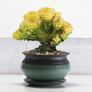 多肉植物黄金多彩麒麟盆栽室内盆栽好养花卉养不死多肉植物仙人掌