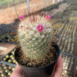 丰明丸实生仙人球多肉植物乳突属倒钩刺易开花