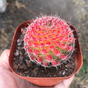 【红娜丸】红娜丸品牌,价格 - 阿里巴巴