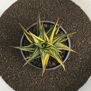 多肉十二卷超大