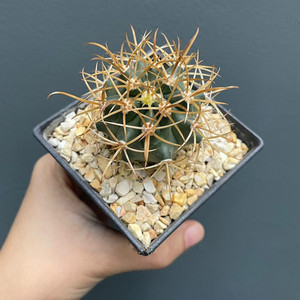 金冠龙仙人球实生狂刺仙人掌科盆栽室内花卉桌面精品进口多肉植物