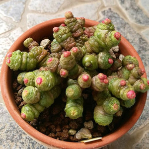 红高砂石化仙人球 一点红缀化稀有冷门贵货仙人掌多肉植物