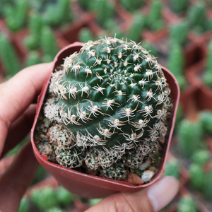 方便面仙人球开花趴刺不扎手乌艳丸仙人掌多肉室内桌面防辐射盆栽