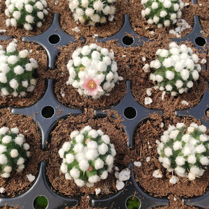 明日香姬仙人球