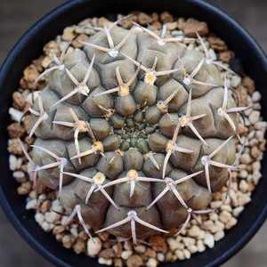 实生三本刺仙人球 开花裸鄂球高端多肉萝卜根三刺玉特价盆栽植物