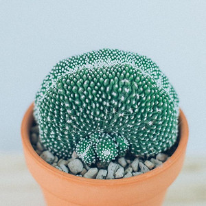 松露玉缀化仙人球 稀有大颗群生落地开花多肉植物室内防辐射小盆