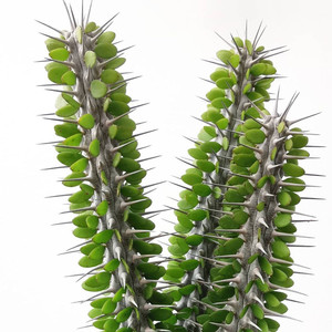 亚龙木 地狱魔针 龙树科仙人掌稀有带刺仙人柱绿植多肉植物盆栽