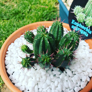 红刺麒麟 非火麒麟 稀有大戟科仙人球阳台多肉组合盆栽