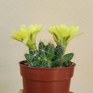 仙人球金星海王星 乳突仙人球仙人掌多肉植物防辐射绿植盆栽