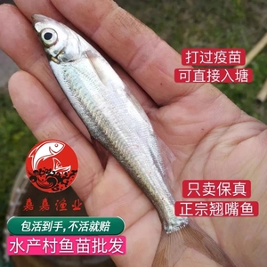 翘嘴鱼鱼苗活鱼淡水白条鱼苗路亚白鱼白丝鱼大白红鲌翘壳巴刁活体