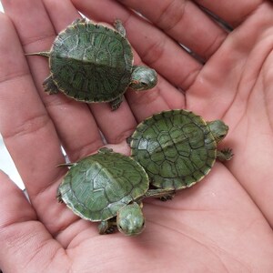 巴西龟小乌龟苗外塘中华公草龟迷你小乌龟金线龟小宠